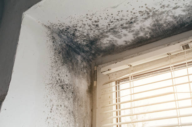 Affordable Mold Cleanup solutions in Harwood, MD